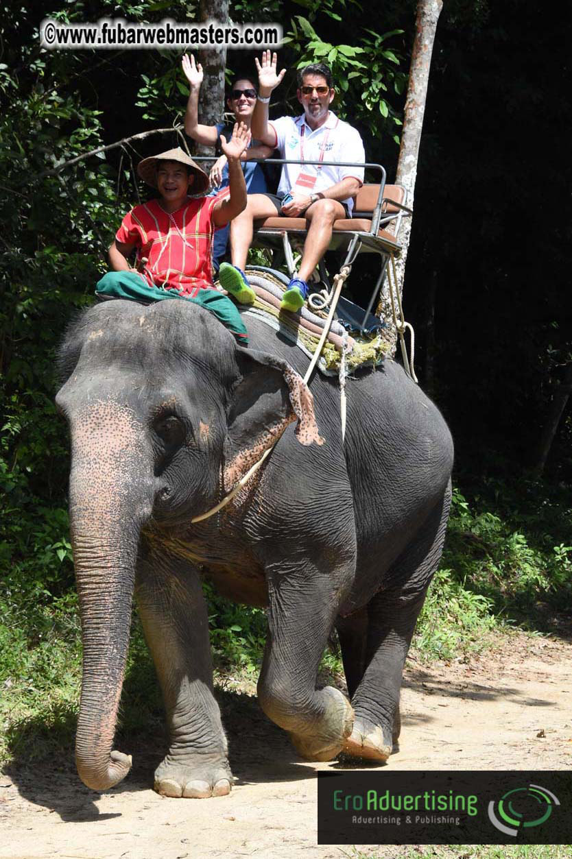 Elephant Safari 