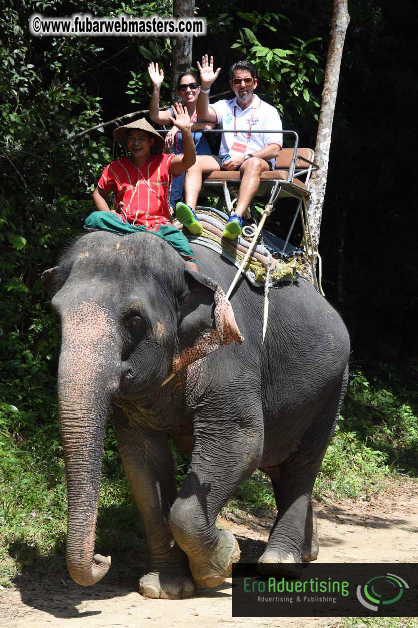 Elephant Safari 