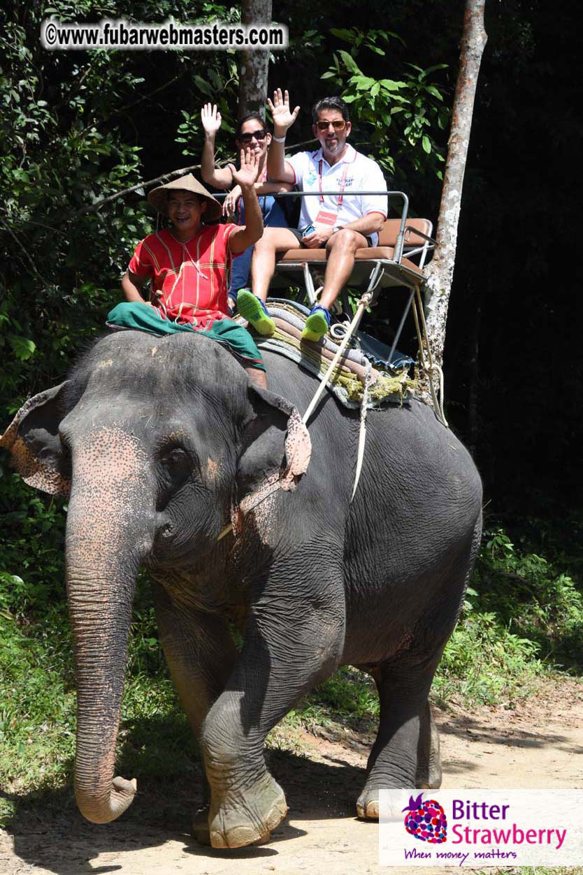 Elephant Safari 