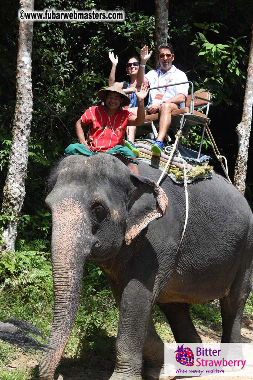 Elephant Safari 