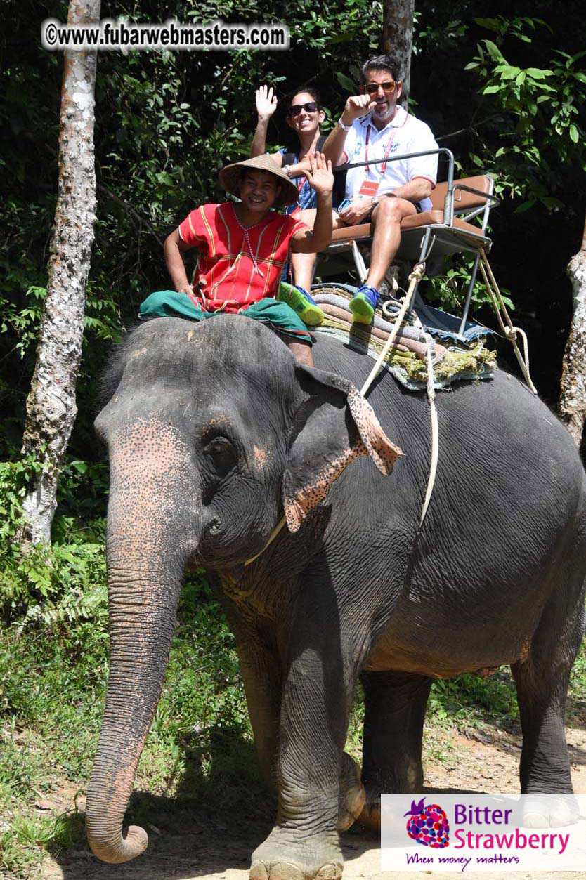 Elephant Safari 