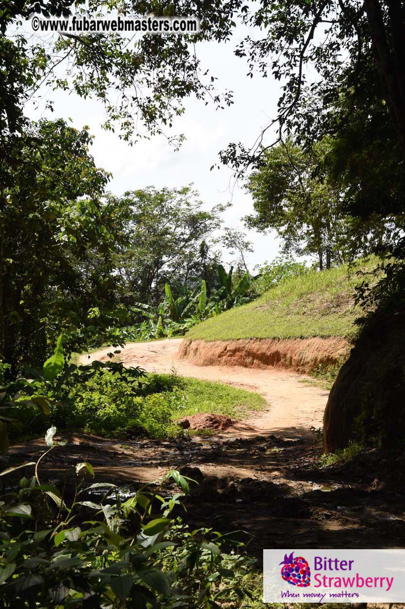 Elephant Safari 