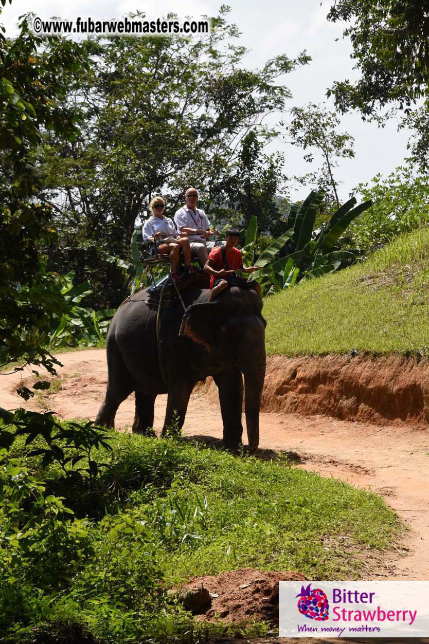 Elephant Safari 