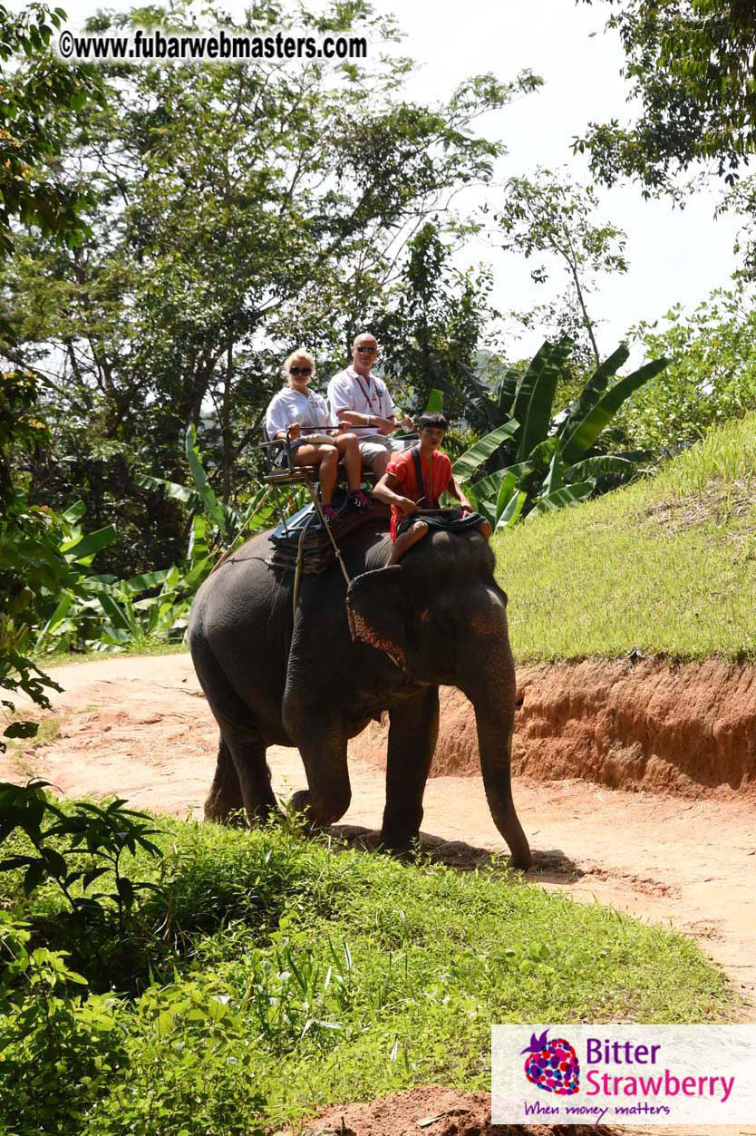 Elephant Safari 