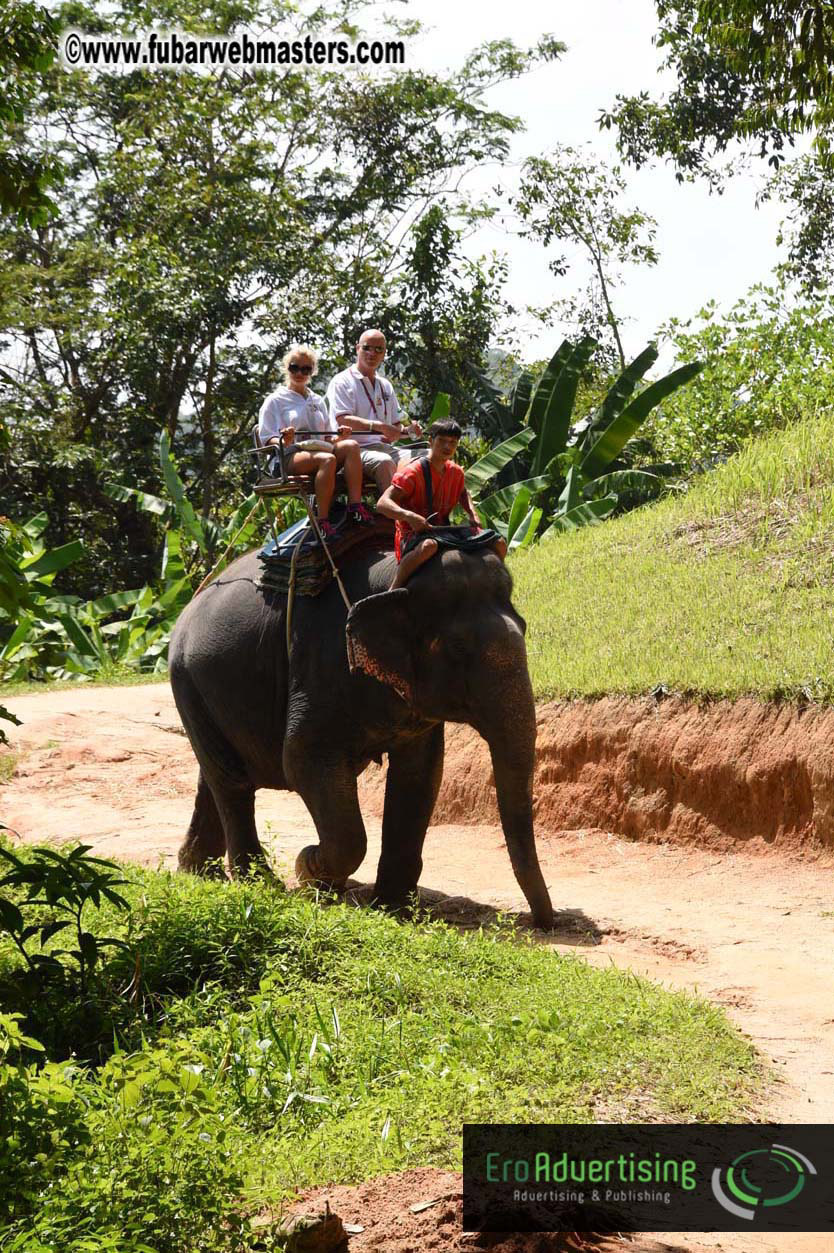 Elephant Safari 