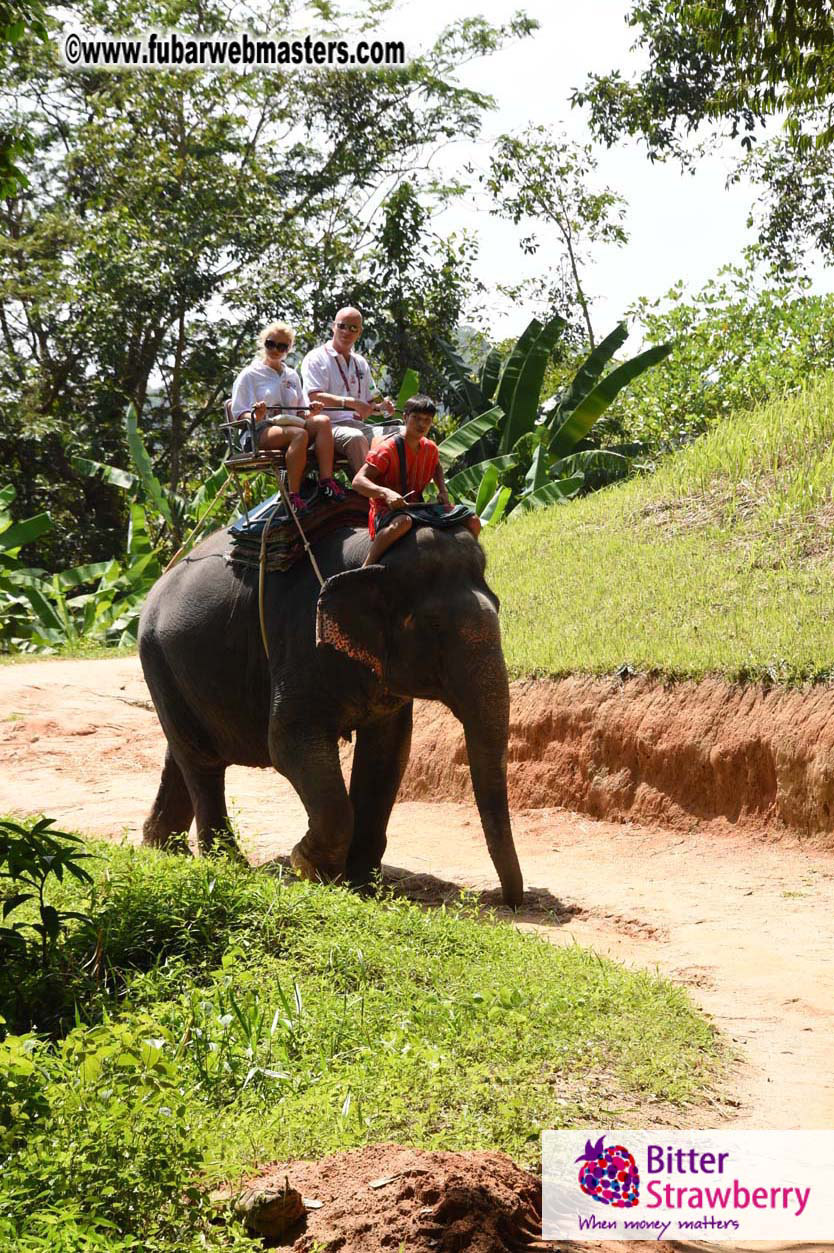 Elephant Safari 