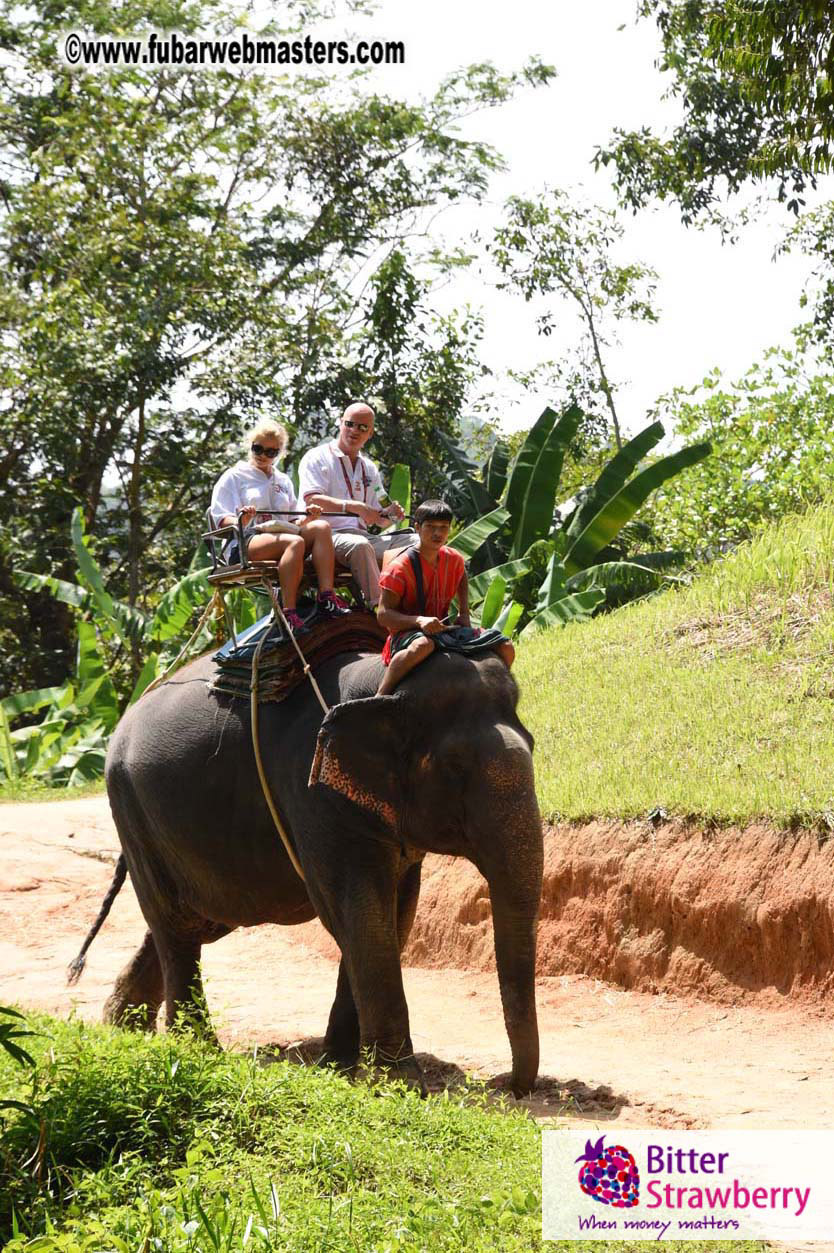 Elephant Safari 