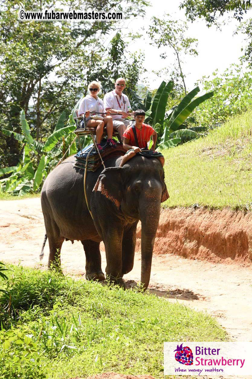 Elephant Safari 