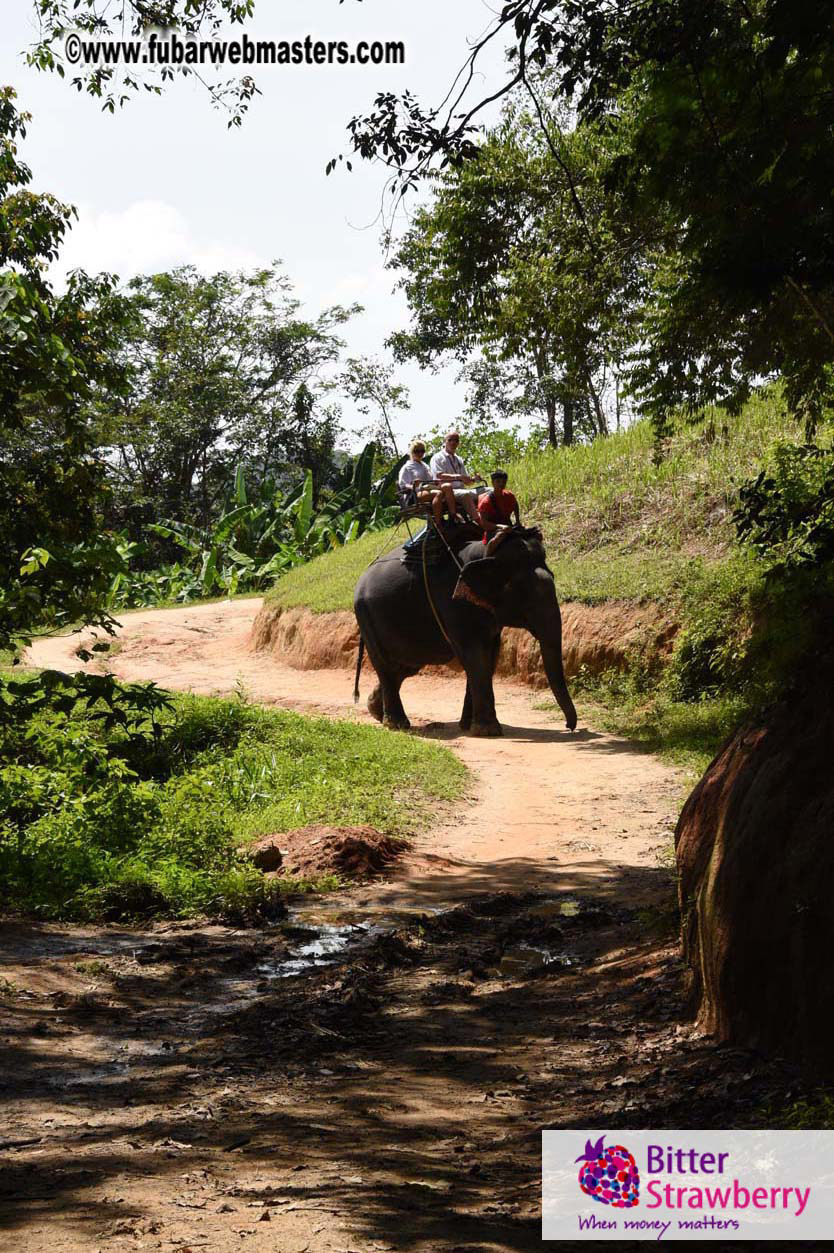 Elephant Safari 