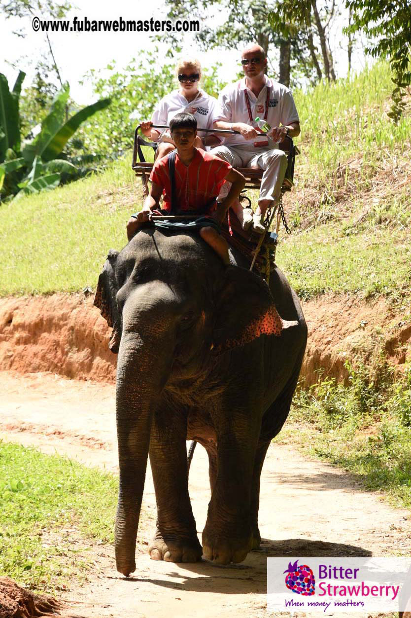 Elephant Safari 