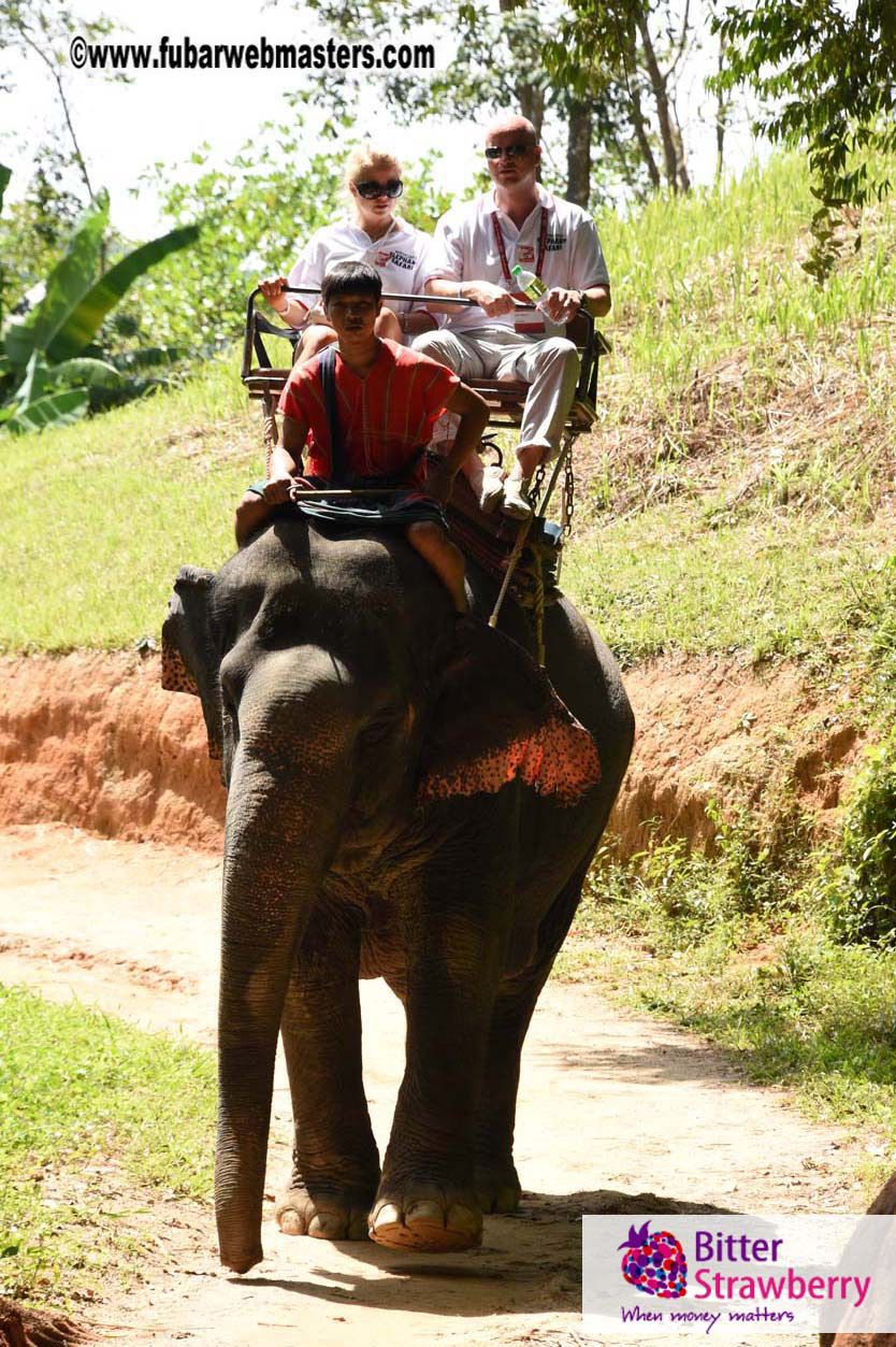 Elephant Safari 