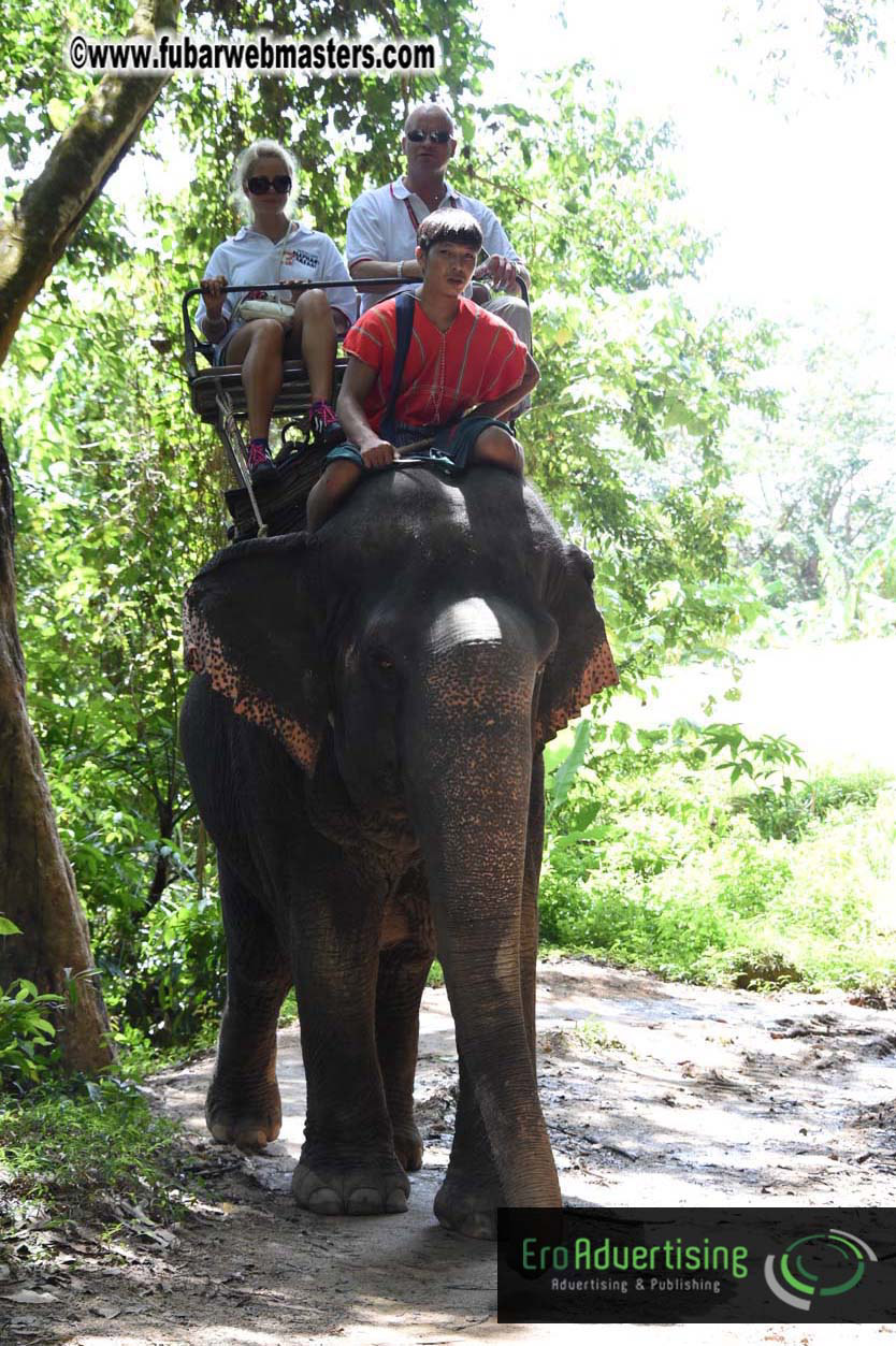 Elephant Safari 