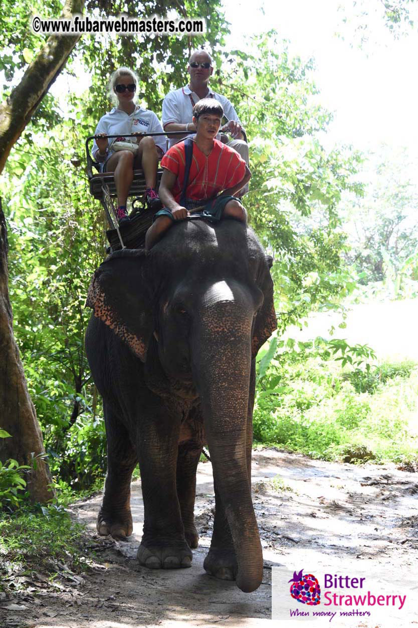 Elephant Safari 