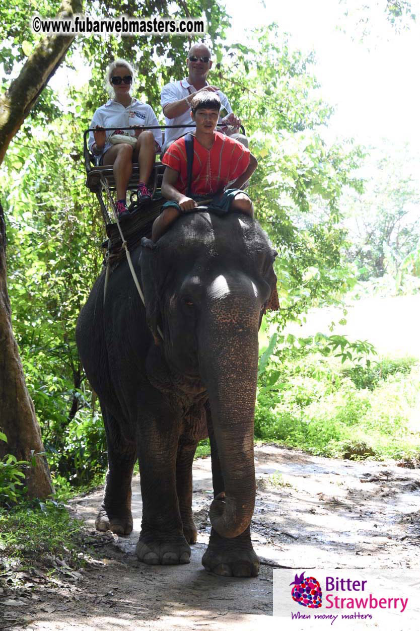 Elephant Safari 