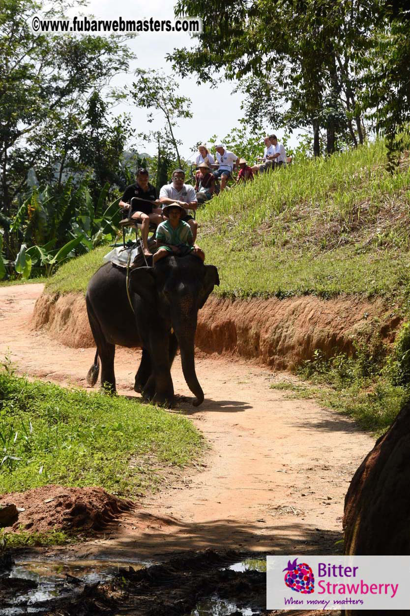 Elephant Safari 