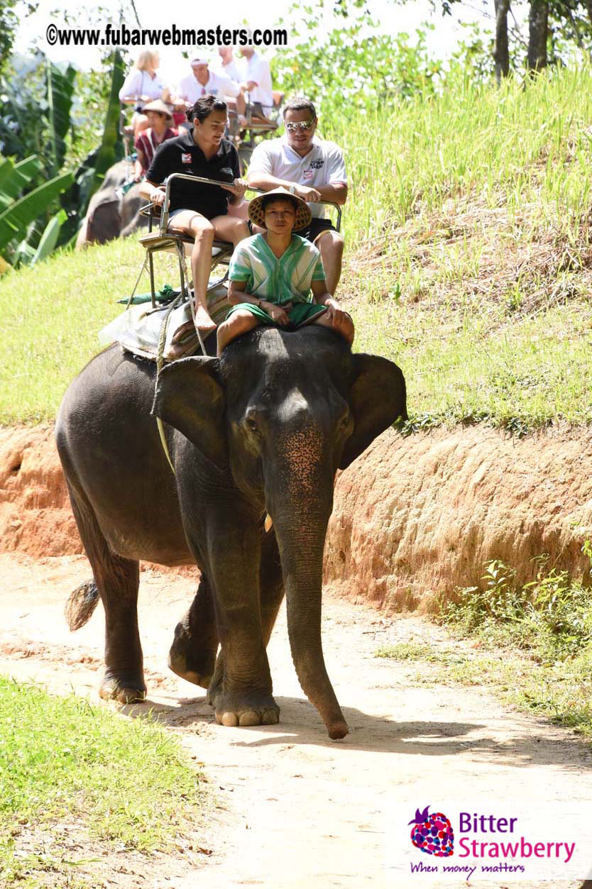 Elephant Safari 