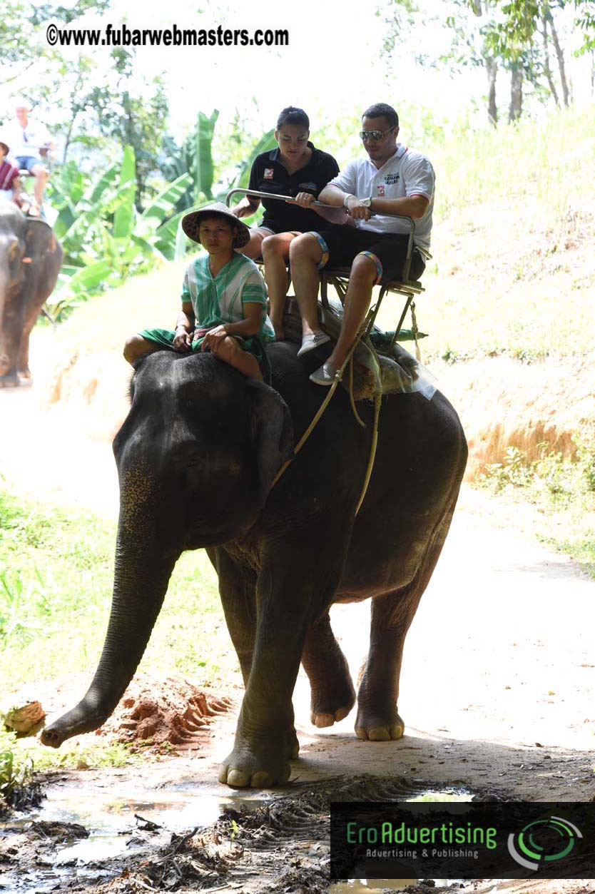 Elephant Safari 