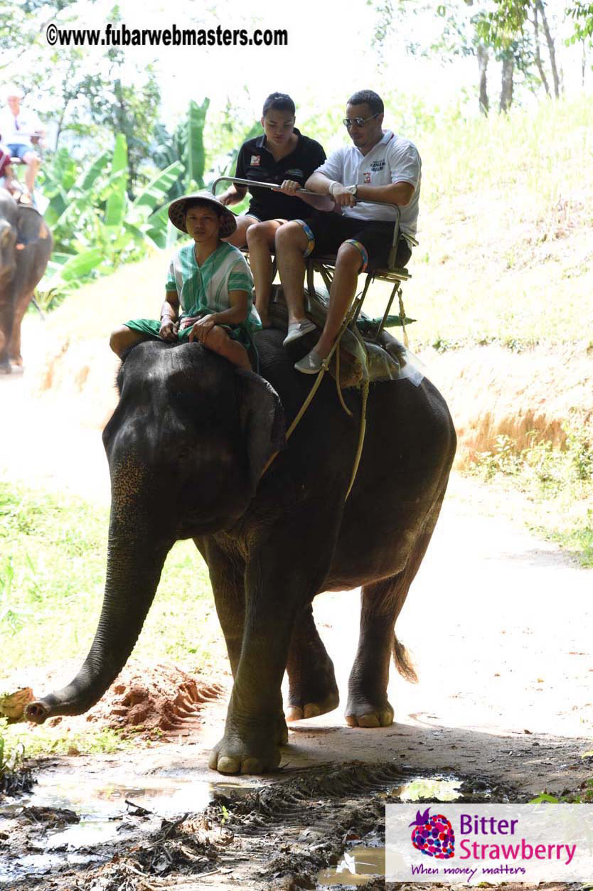 Elephant Safari 