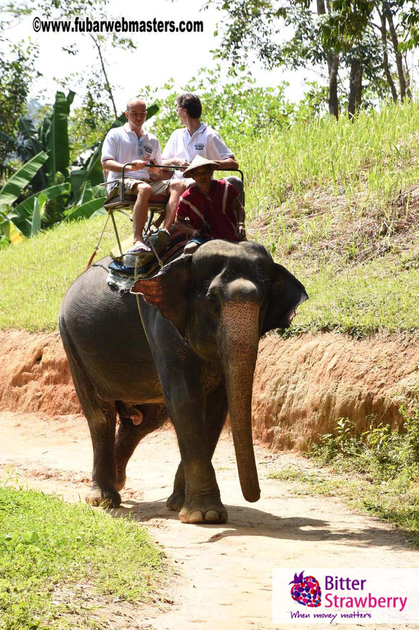 Elephant Safari 