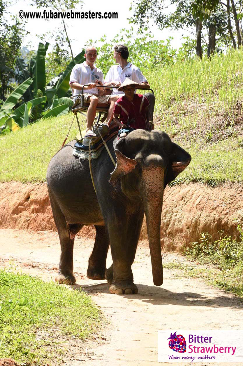 Elephant Safari 