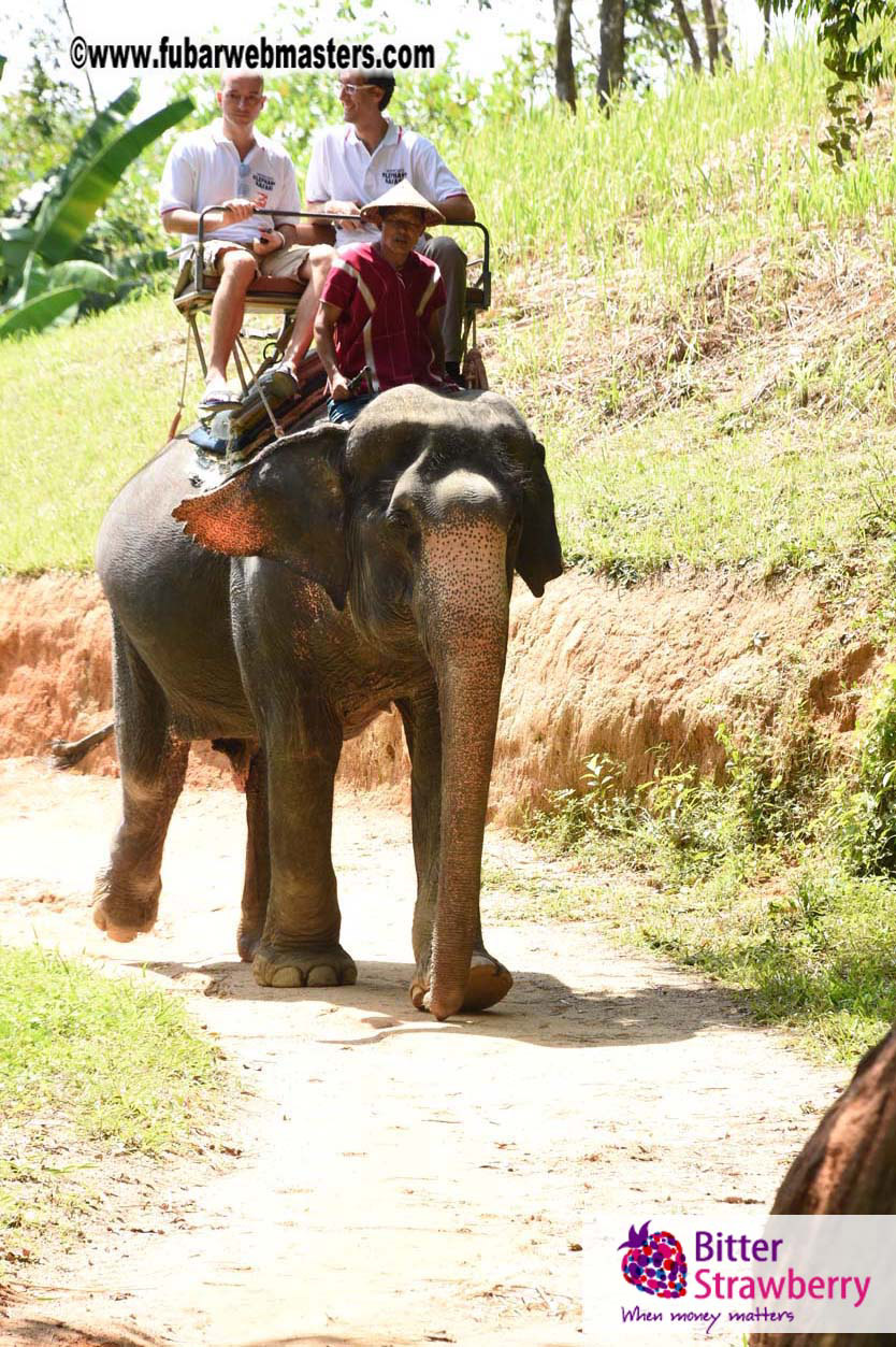 Elephant Safari 