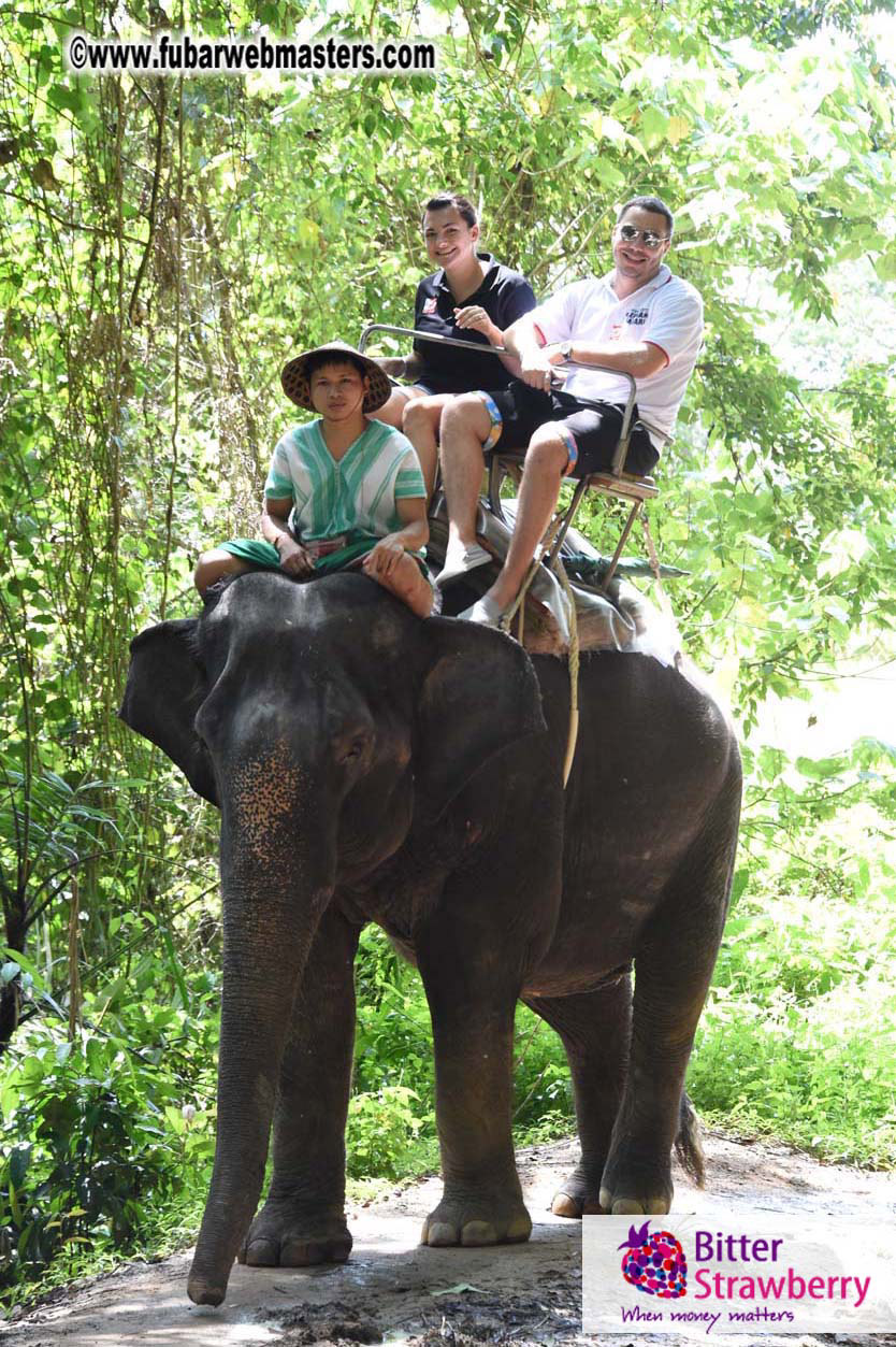 Elephant Safari 