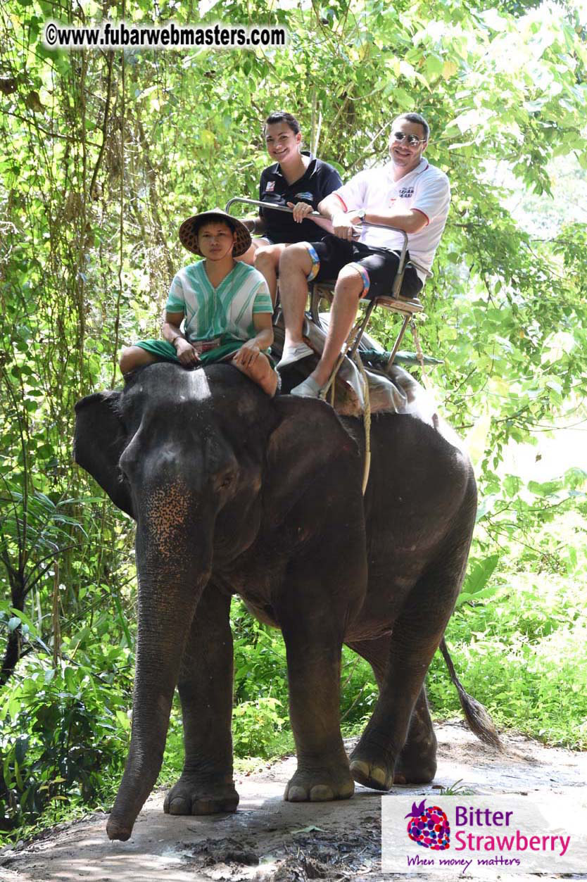 Elephant Safari 