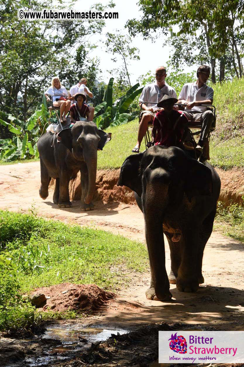 Elephant Safari 