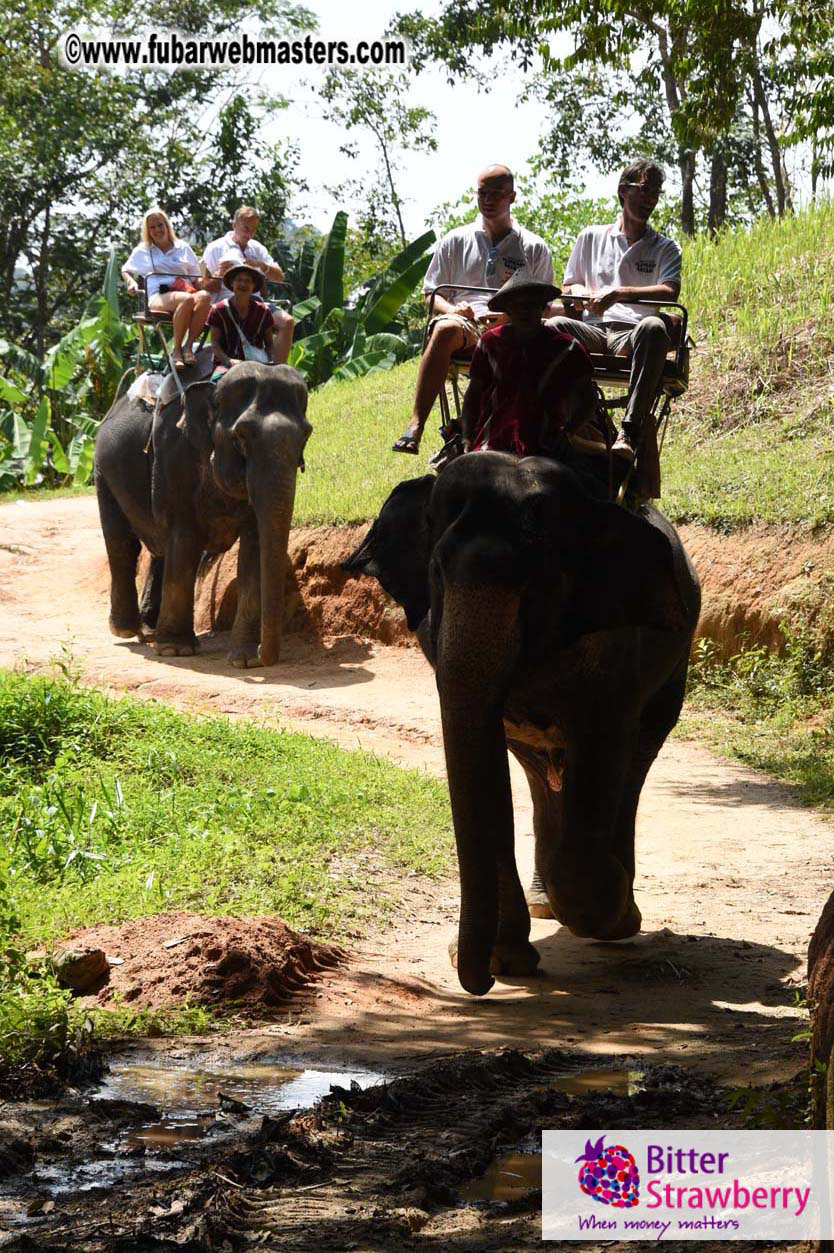 Elephant Safari 