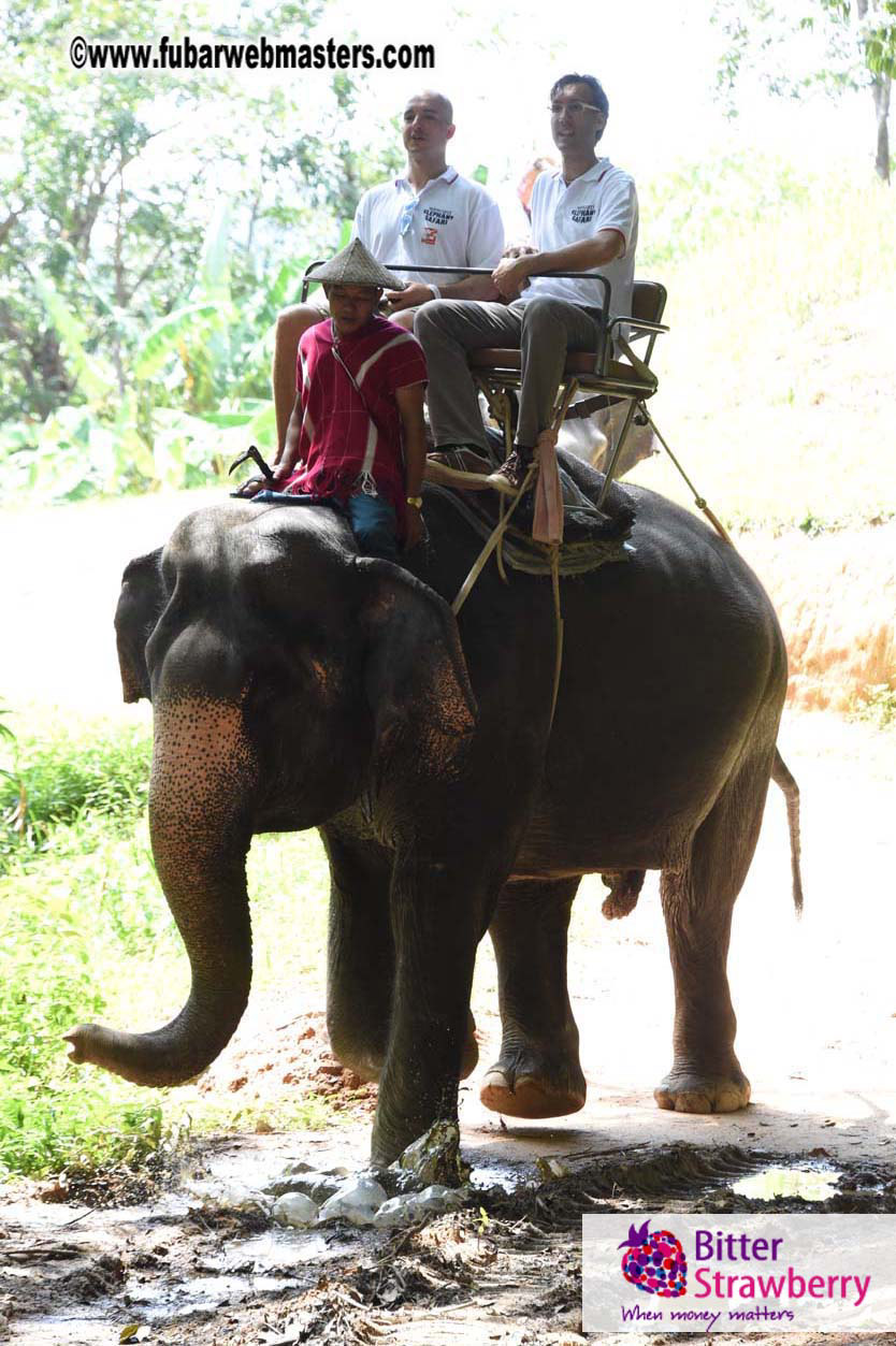 Elephant Safari 