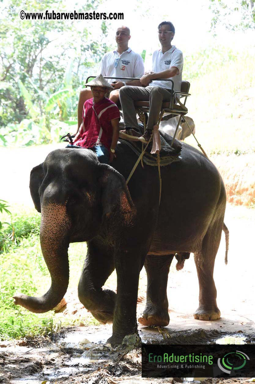 Elephant Safari 