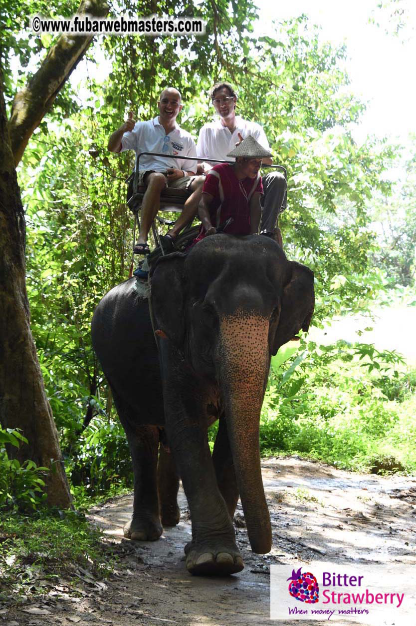 Elephant Safari 