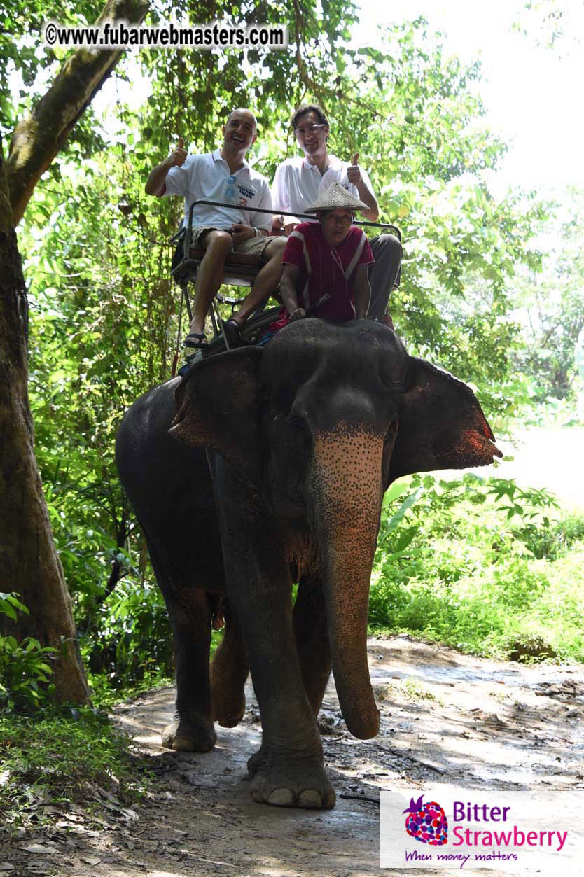 Elephant Safari 