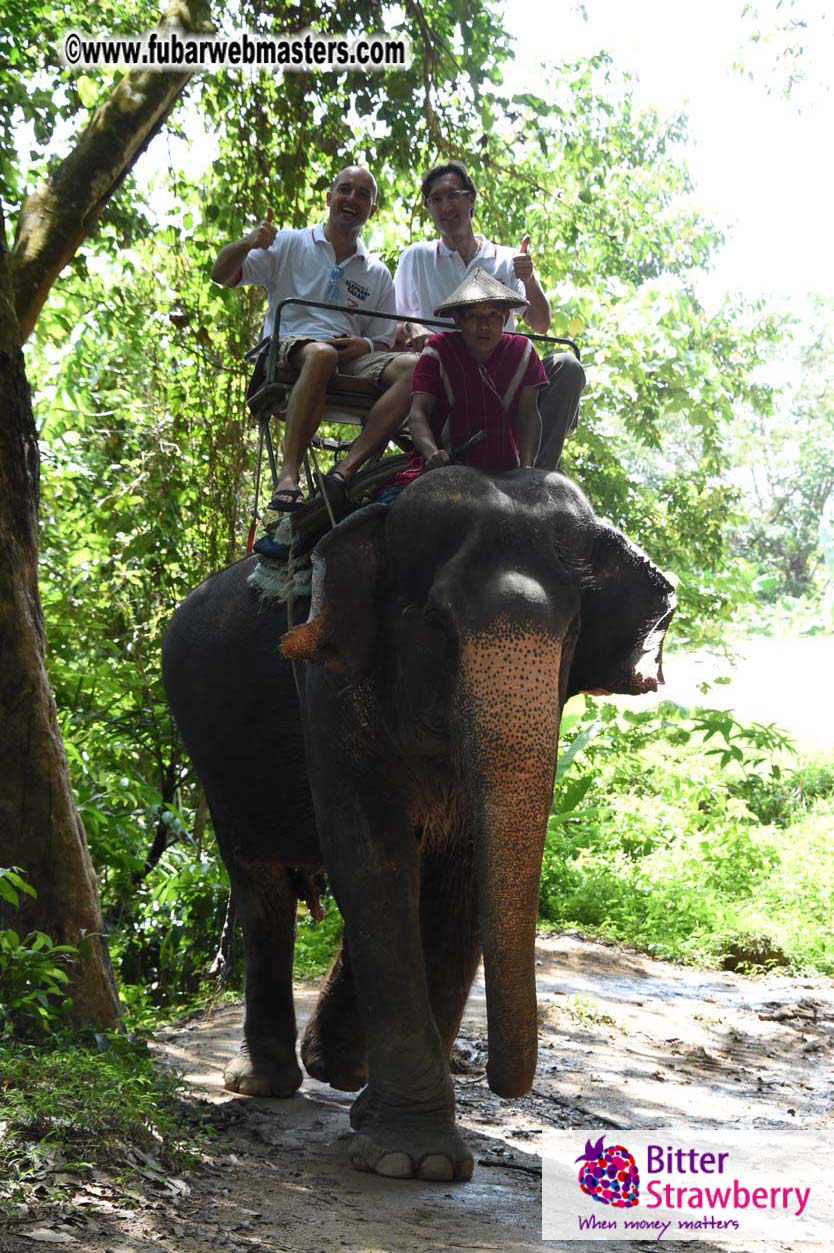 Elephant Safari 