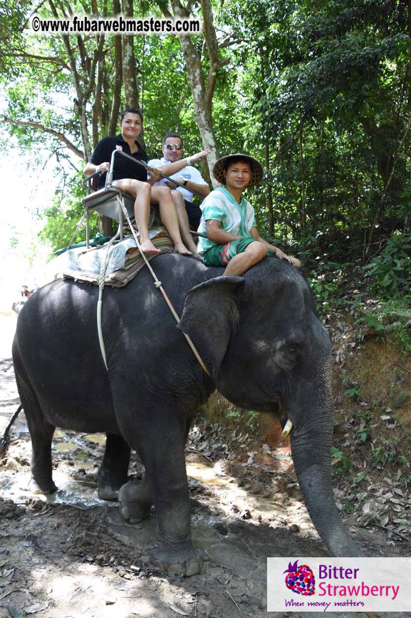 Elephant Safari 