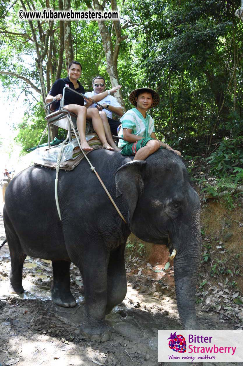 Elephant Safari 