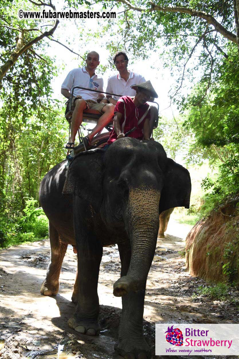 Elephant Safari 