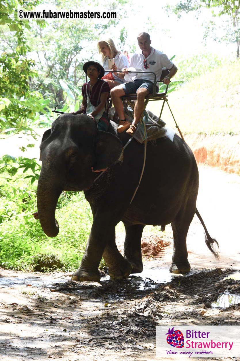 Elephant Safari 