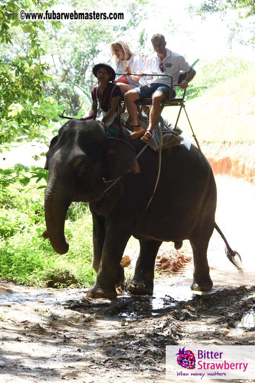 Elephant Safari 