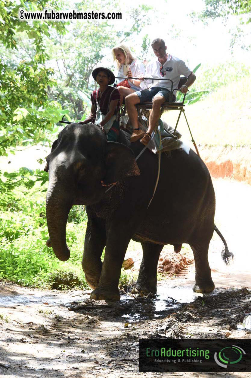 Elephant Safari 