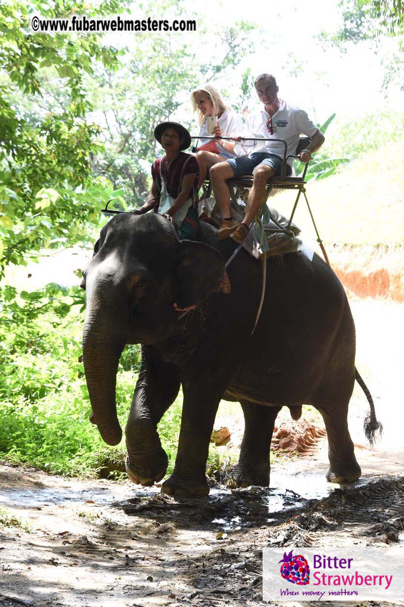 Elephant Safari 