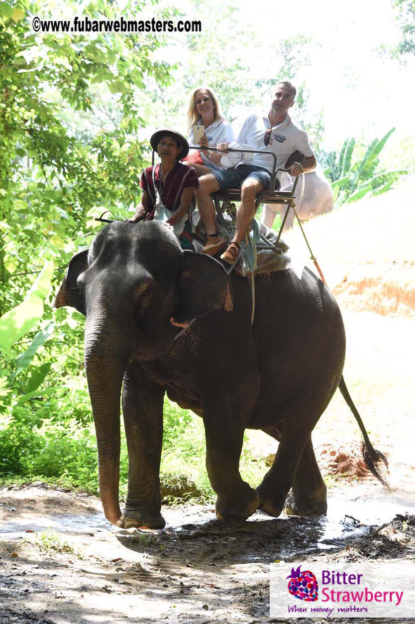 Elephant Safari 