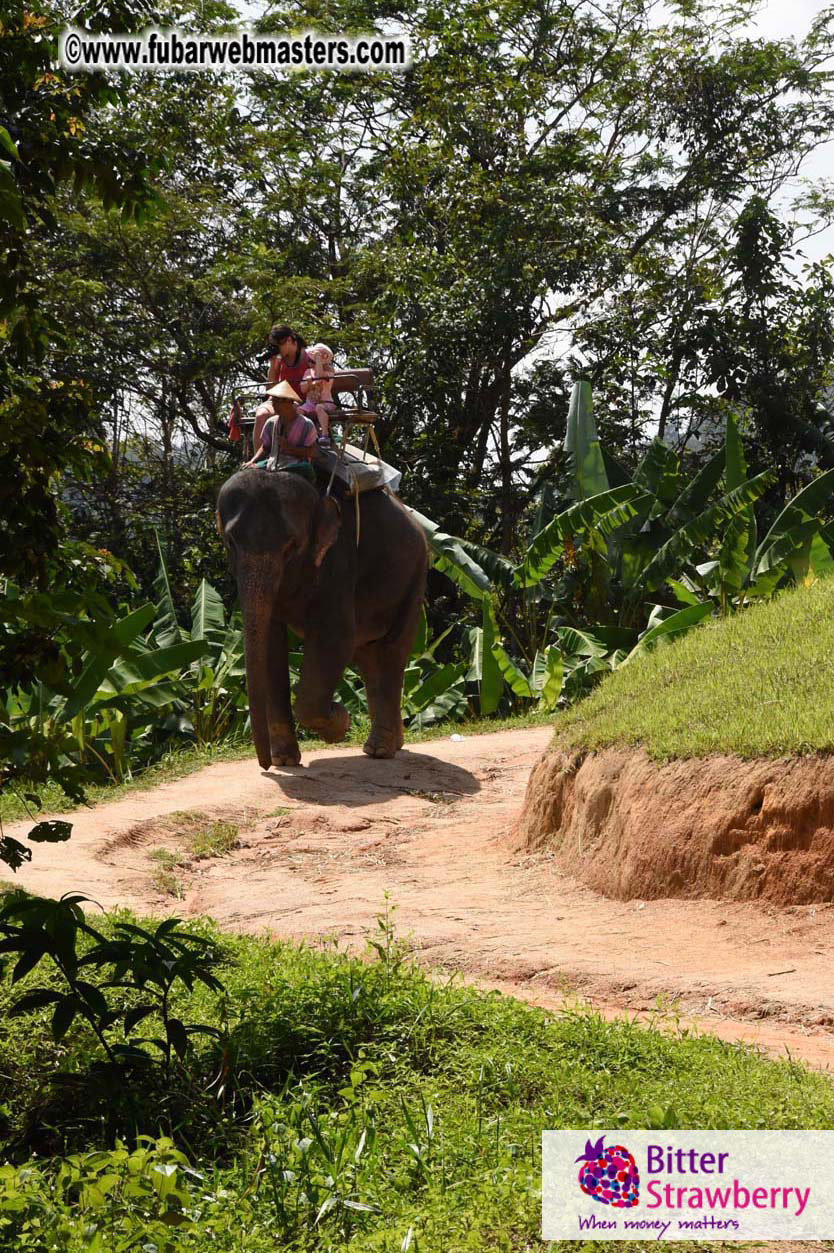 Elephant Safari 