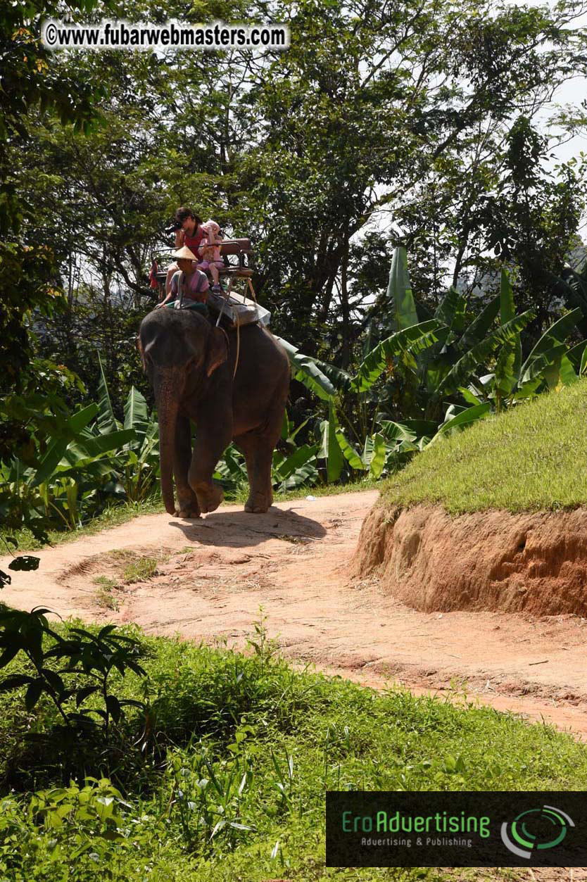 Elephant Safari 