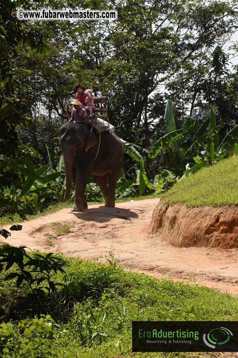 Elephant Safari 