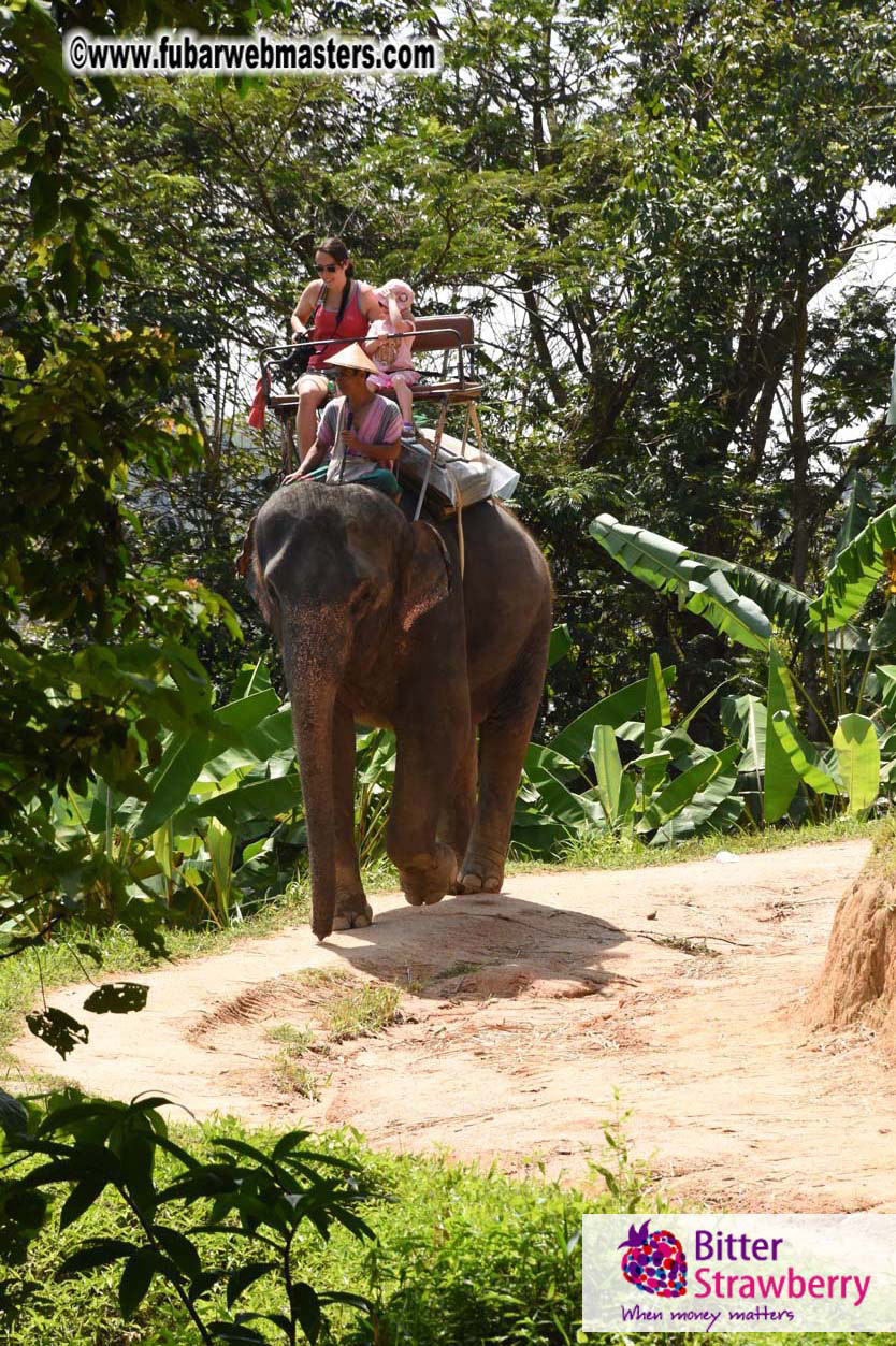 Elephant Safari 