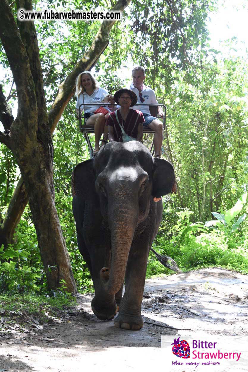 Elephant Safari 