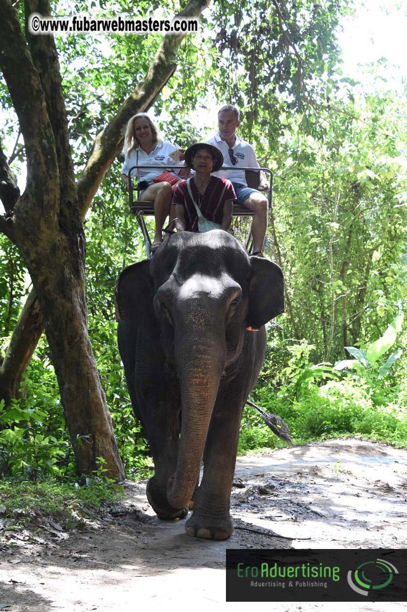 Elephant Safari 