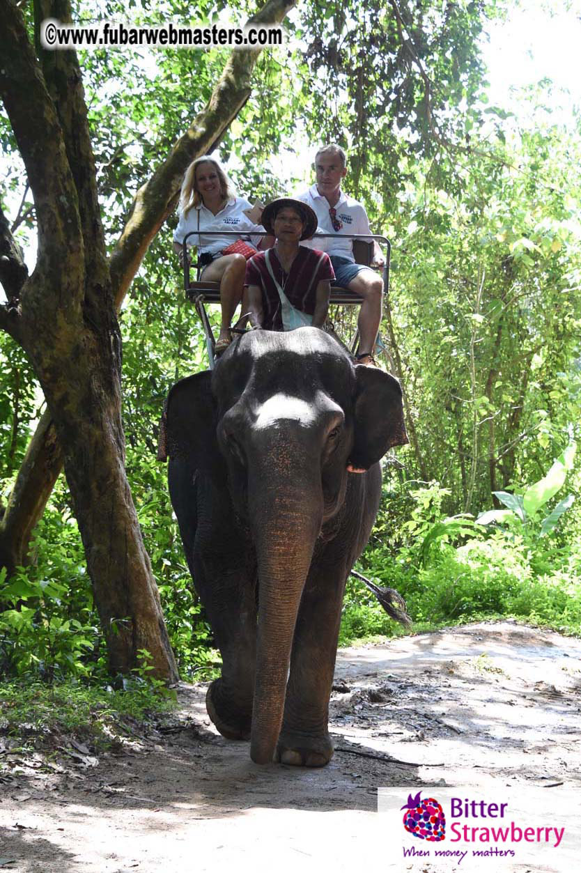 Elephant Safari 