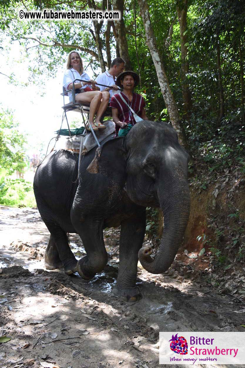 Elephant Safari 